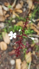 Plumbago zeylanica