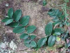 Rhaphidophora hongkongensis