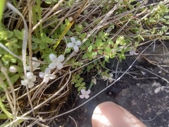 Oldenlandia salzmannii
