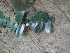 Rhaphidophora hongkongensis