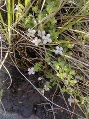 Oldenlandia salzmannii
