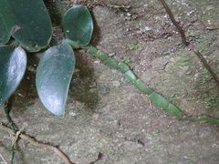 Rhaphidophora hongkongensis