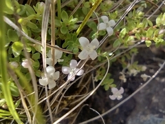 Oldenlandia salzmannii