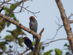 Cecropis abyssinica