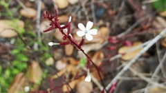 Plumbago zeylanica