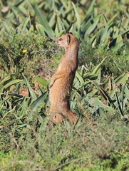 Cynictis penicillata