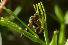 Leucospis brevicauda