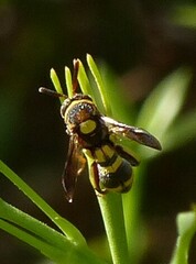 Leucospis brevicauda