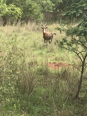 Damaliscus pygargus phillipsi