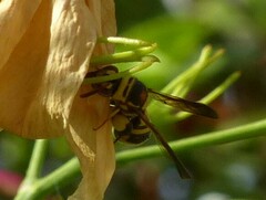 Leucospis brevicauda