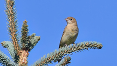 Emberiza melanocephala