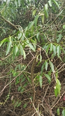 Vallesia glabra