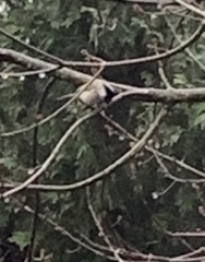 Poecile atricapillus