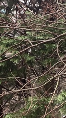 Poecile atricapillus