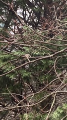 Poecile atricapillus