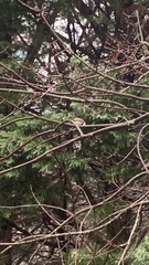 Poecile atricapillus