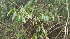 Vallesia glabra