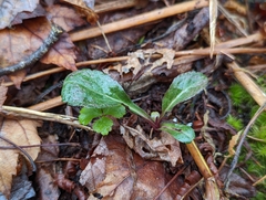 Solidago latissimifolia