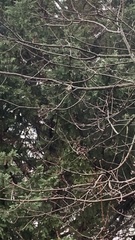 Poecile atricapillus