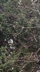 Poecile atricapillus