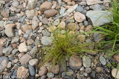 Eleocharis ovata