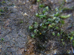 Fissidens bryoides