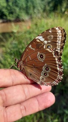 Morpho helenor