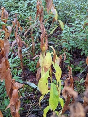 Solidago latissimifolia