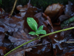 Lonicera periclymenum
