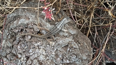 Microlophus albemarlensis