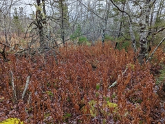 Solidago latissimifolia