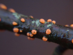 Nectria cinnabarina