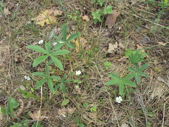 Potentilla alba