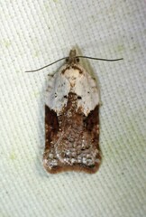 Acleris braunana