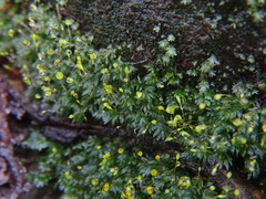 Fissidens bryoides