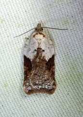 Acleris braunana