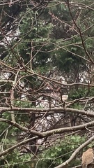 Poecile atricapillus