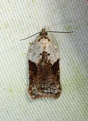 Acleris braunana