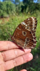 Morpho helenor
