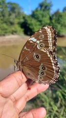 Morpho helenor