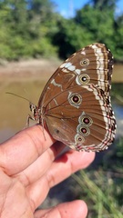 Morpho helenor
