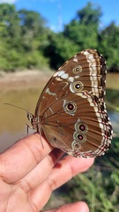 Morpho helenor