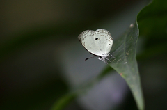 Neopithecops zalmora