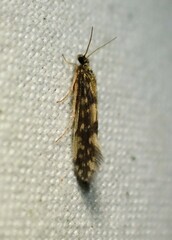 Agraylea