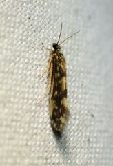 Agraylea