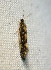 Agraylea