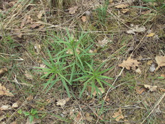 Hieracium umbellatum filifolium