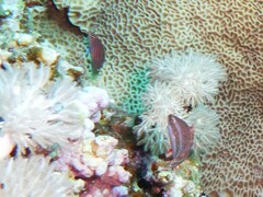 Oxycheilinus mentalis