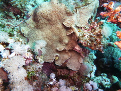 Oxycheilinus mentalis