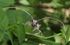 Prosopocera paykulli